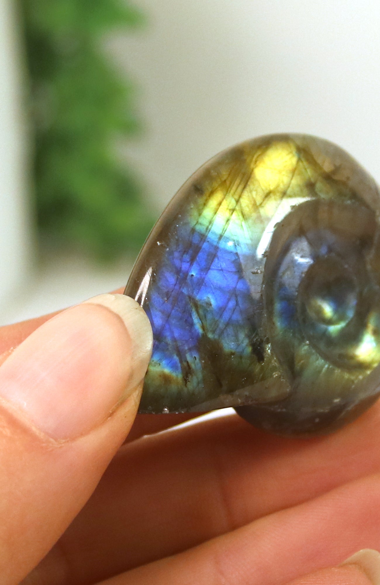 Labradorite Shell